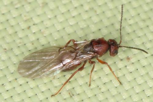 Cynipini
